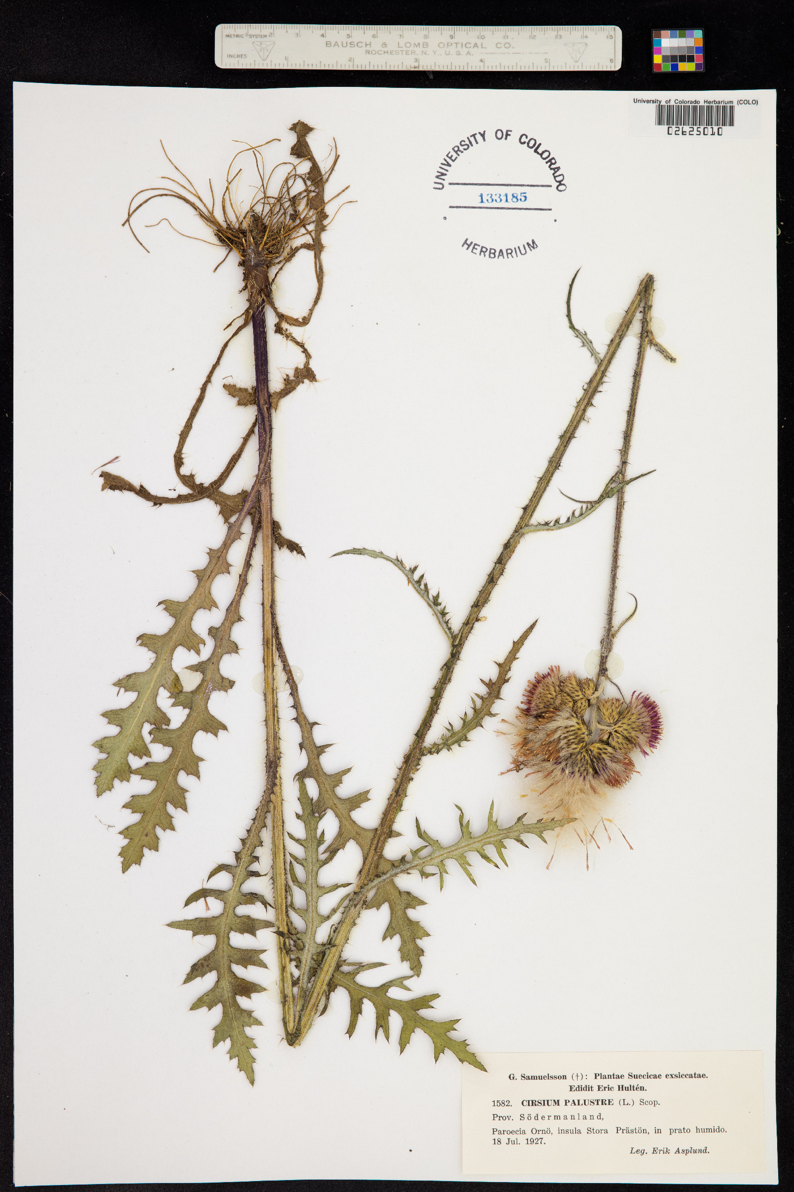 Cirsium palustre image