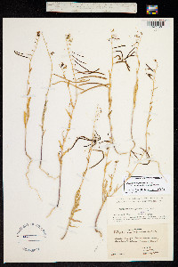 Streptanthus glandulosus subsp. secundus image