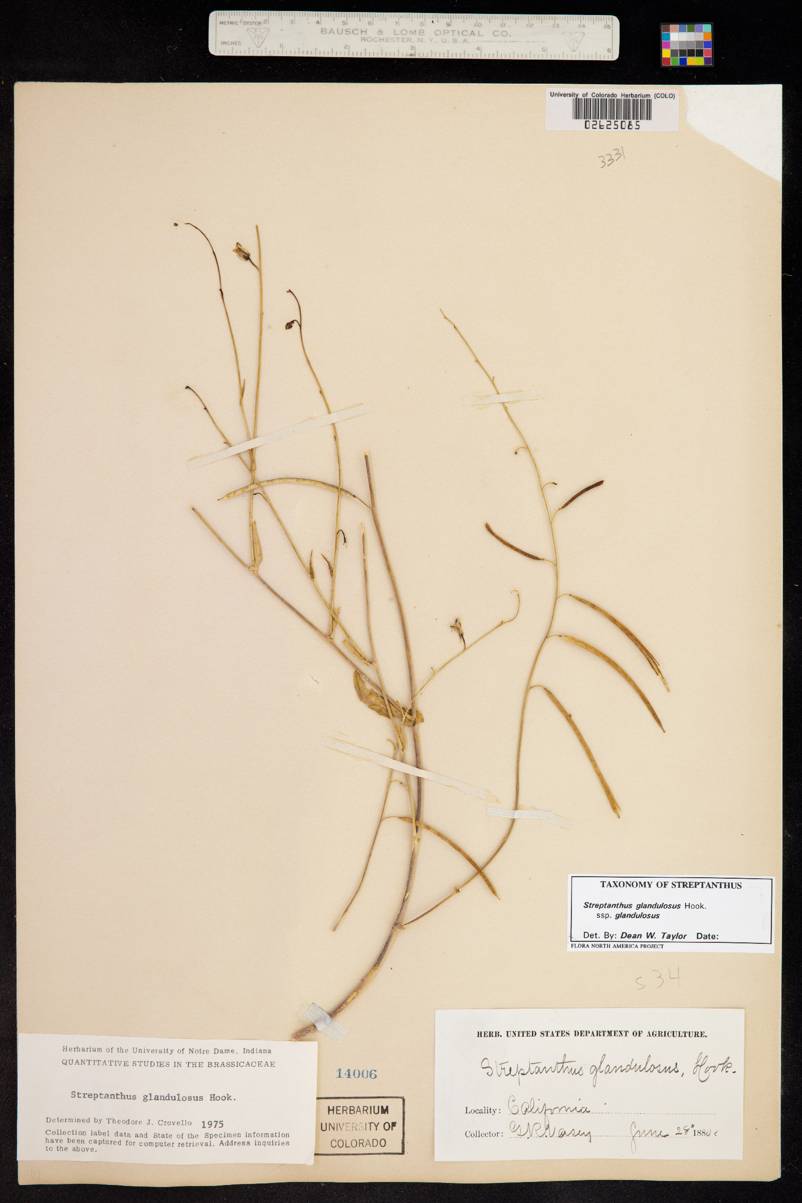 Streptanthus glandulosus subsp. glandulosus image