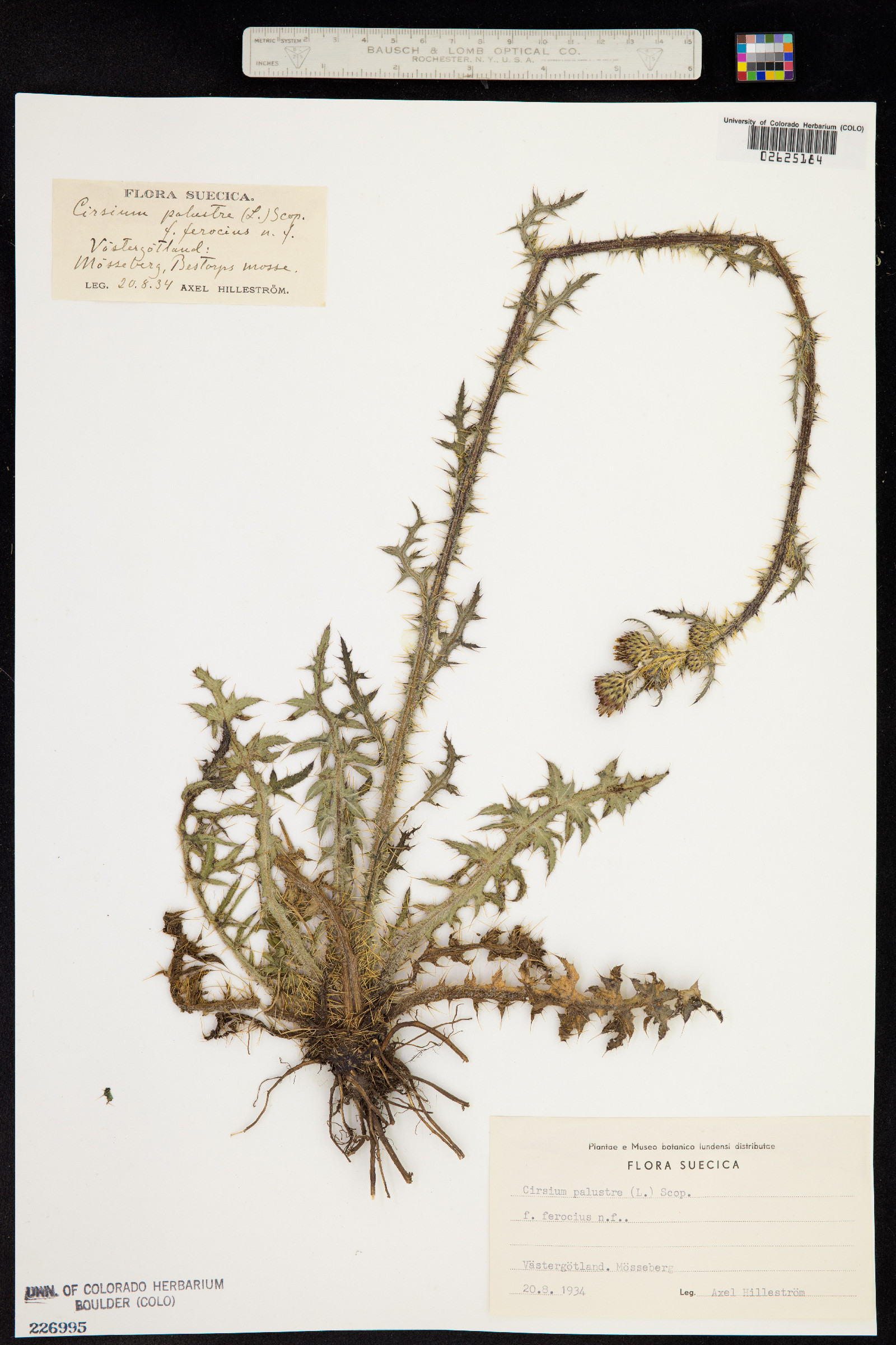 Cirsium palustre image