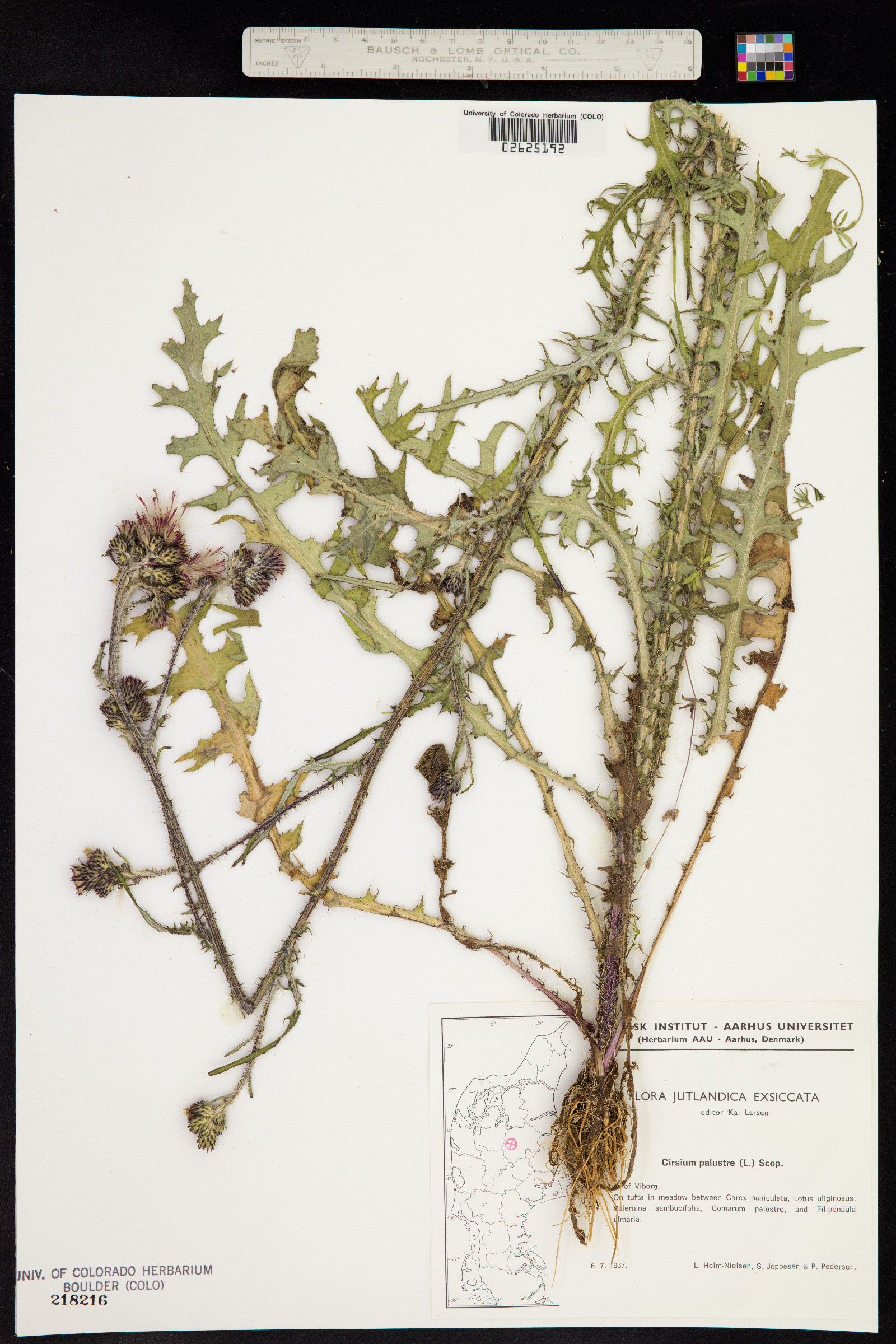 Cirsium palustre image