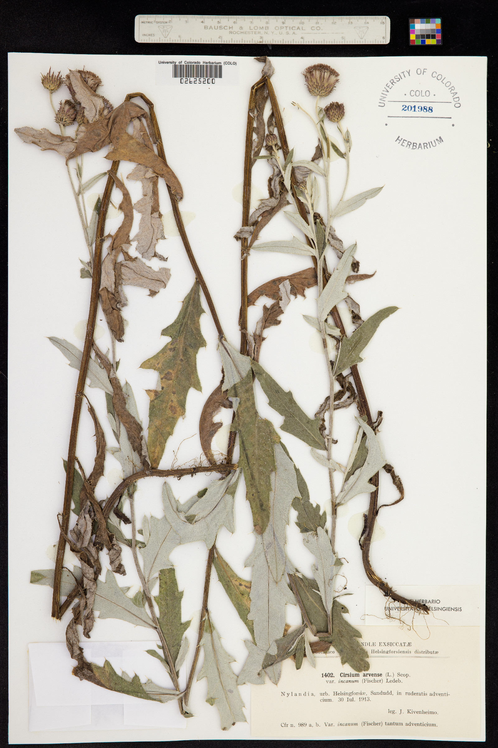 Cirsium arvense image