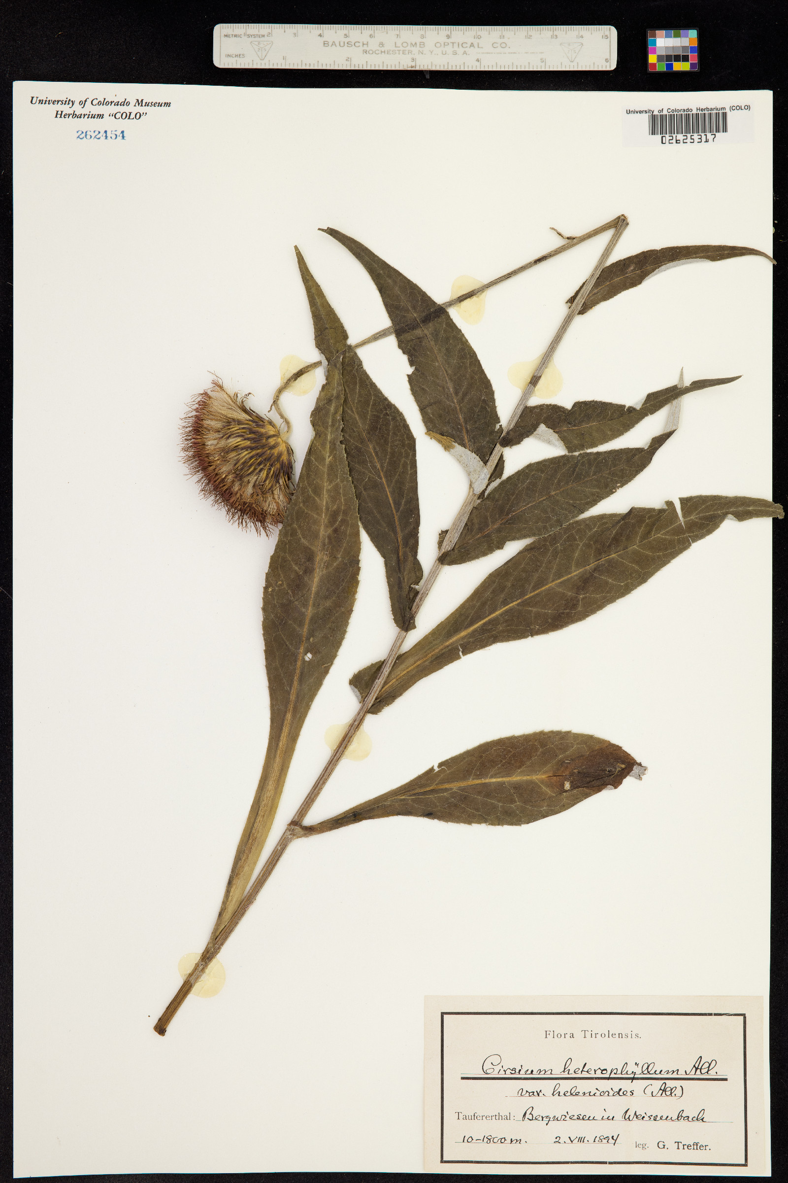 Cirsium helenioides image