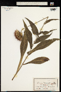 Cirsium heterophyllum image