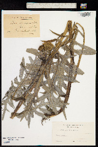 Cirsium helenioides image