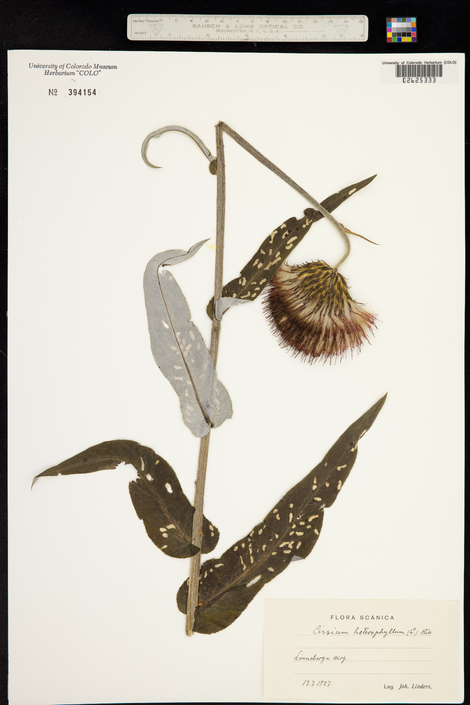 Cirsium helenioides image