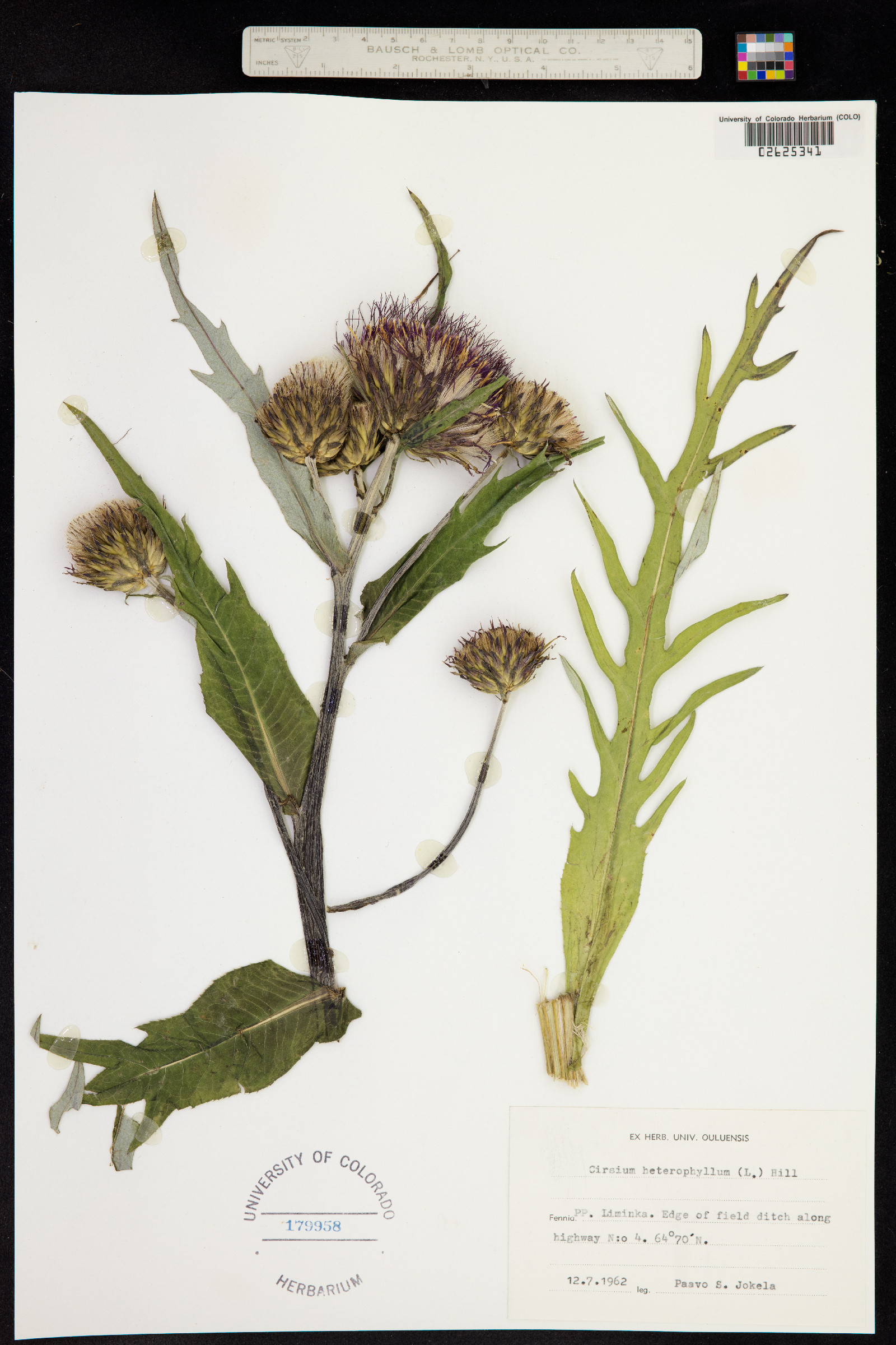 Cirsium helenioides image