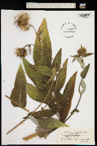 Cirsium helenioides image