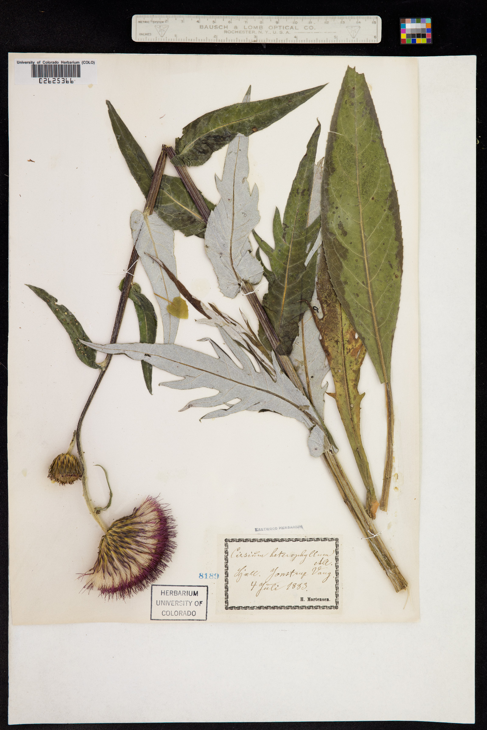 Cirsium helenioides image