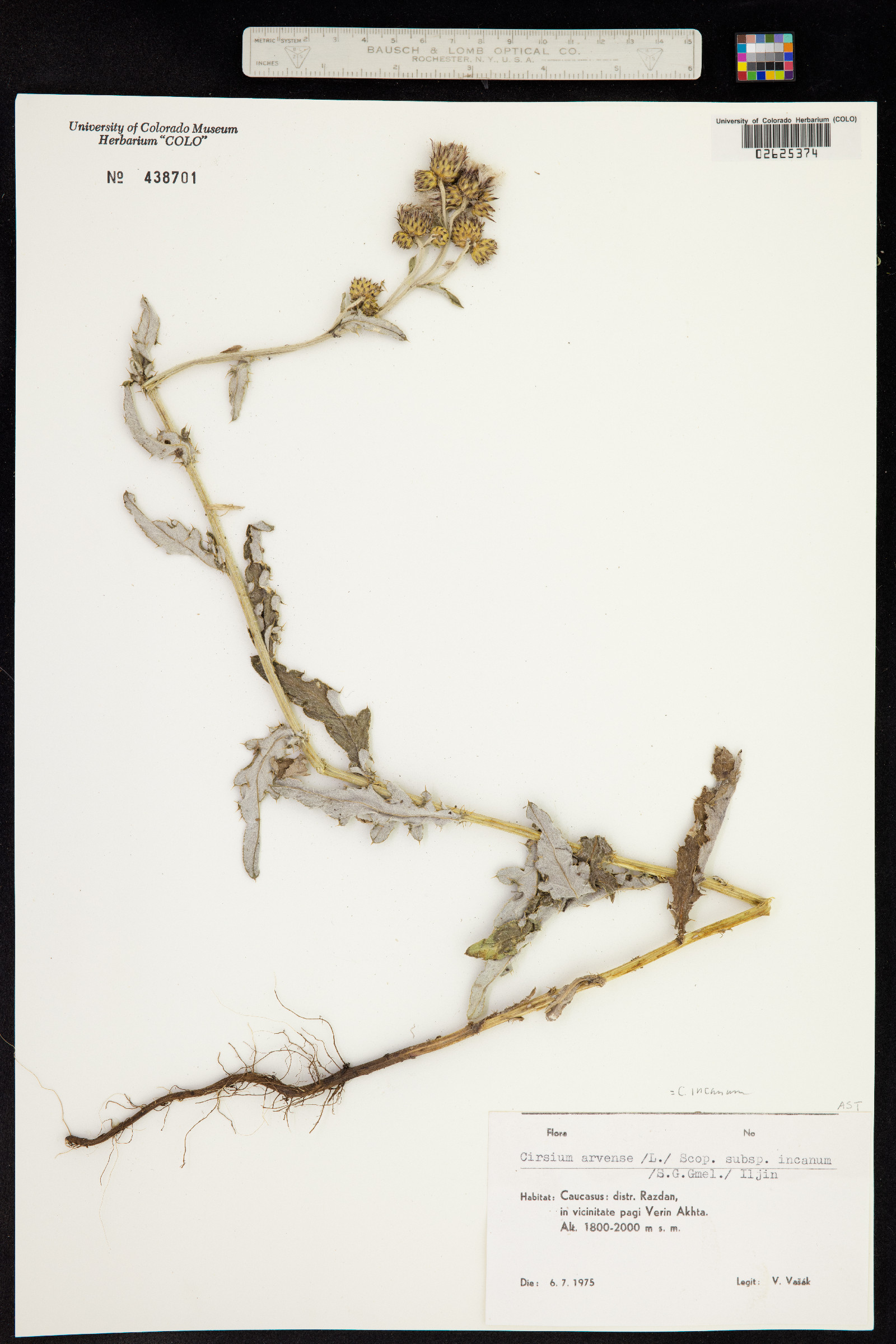 Cirsium arvense image