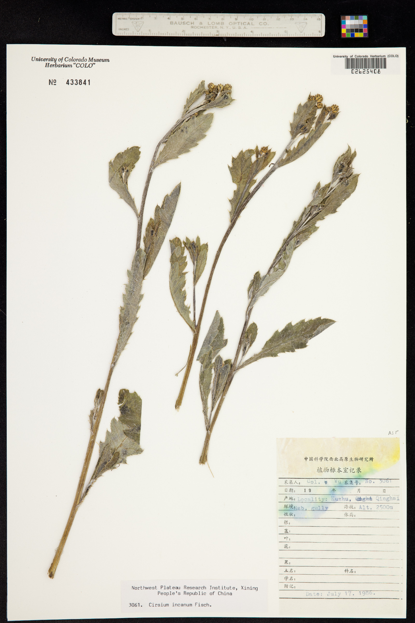 Cirsium arvense image