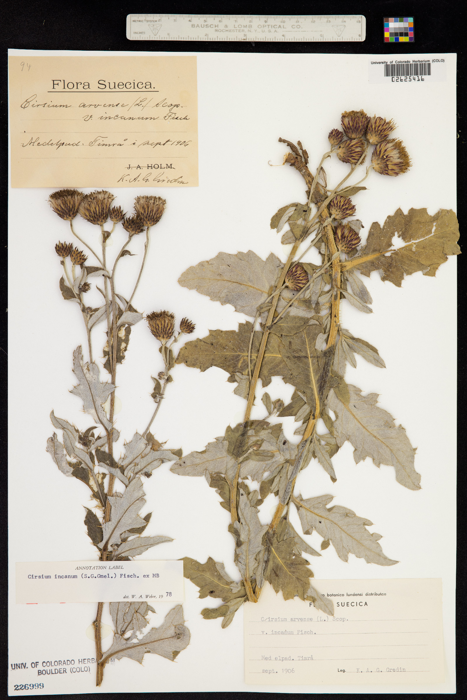 Cirsium arvense image