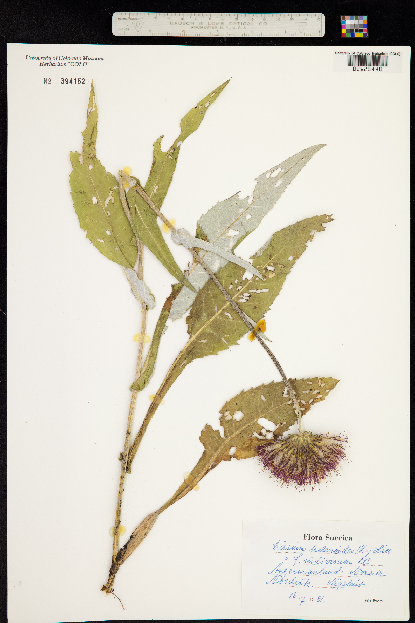 Cirsium helenioides image