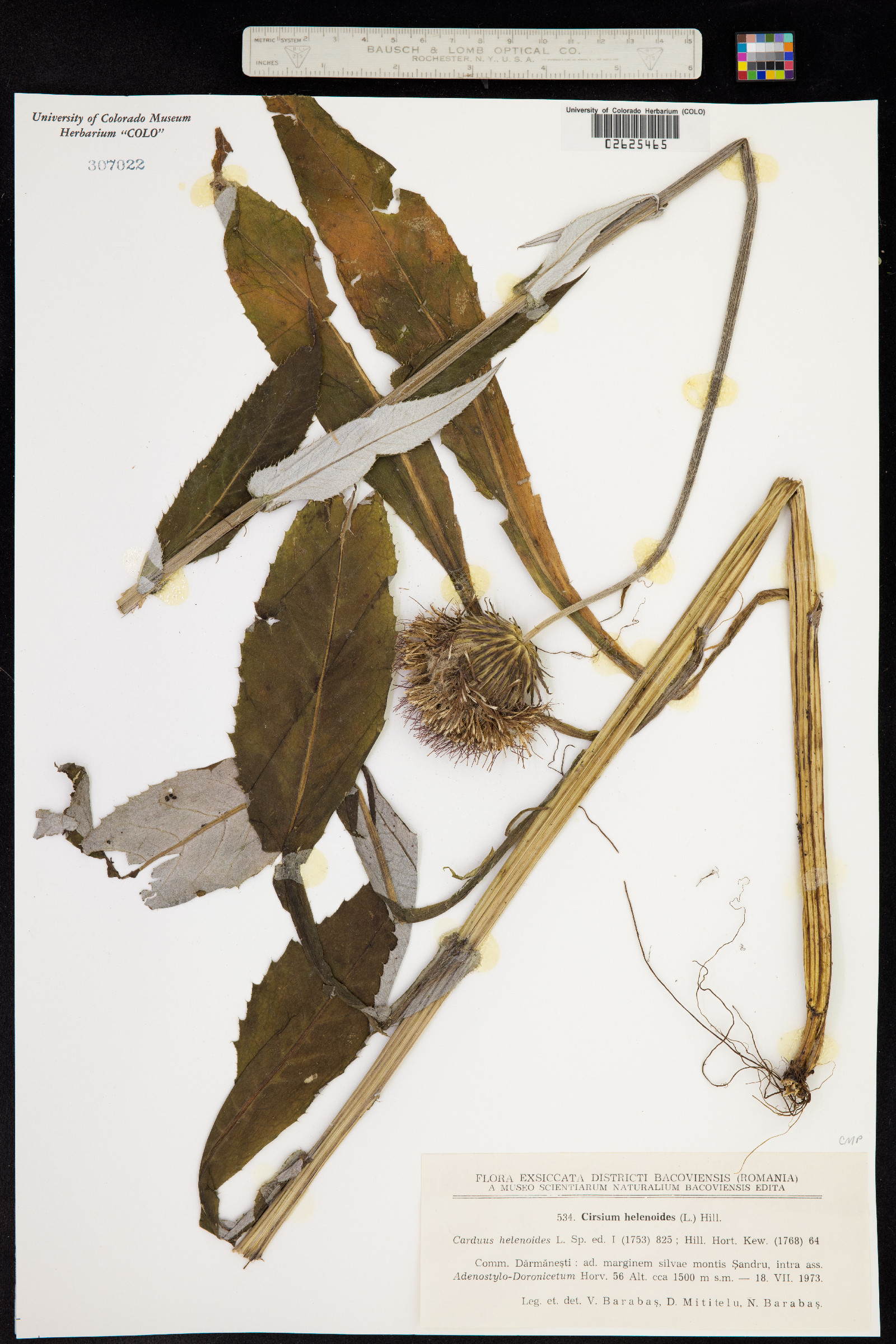 Cirsium helenioides image