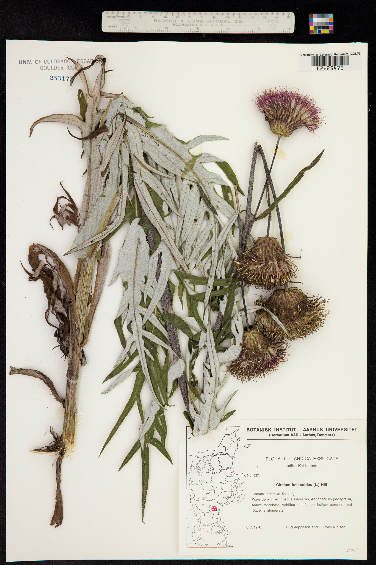 Cirsium helenioides image