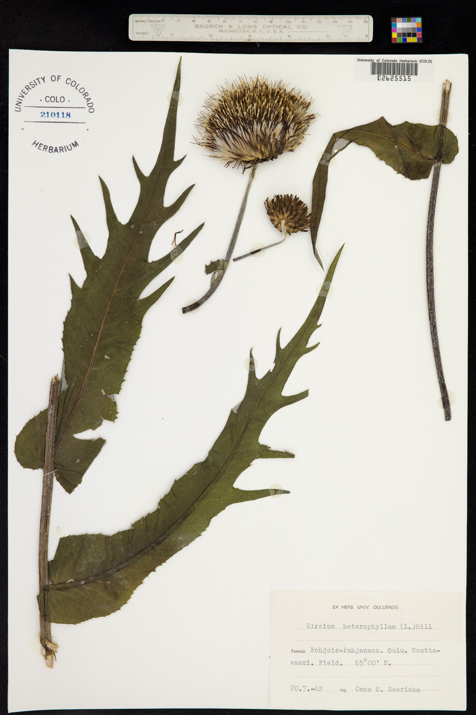 Cirsium heterophyllum image