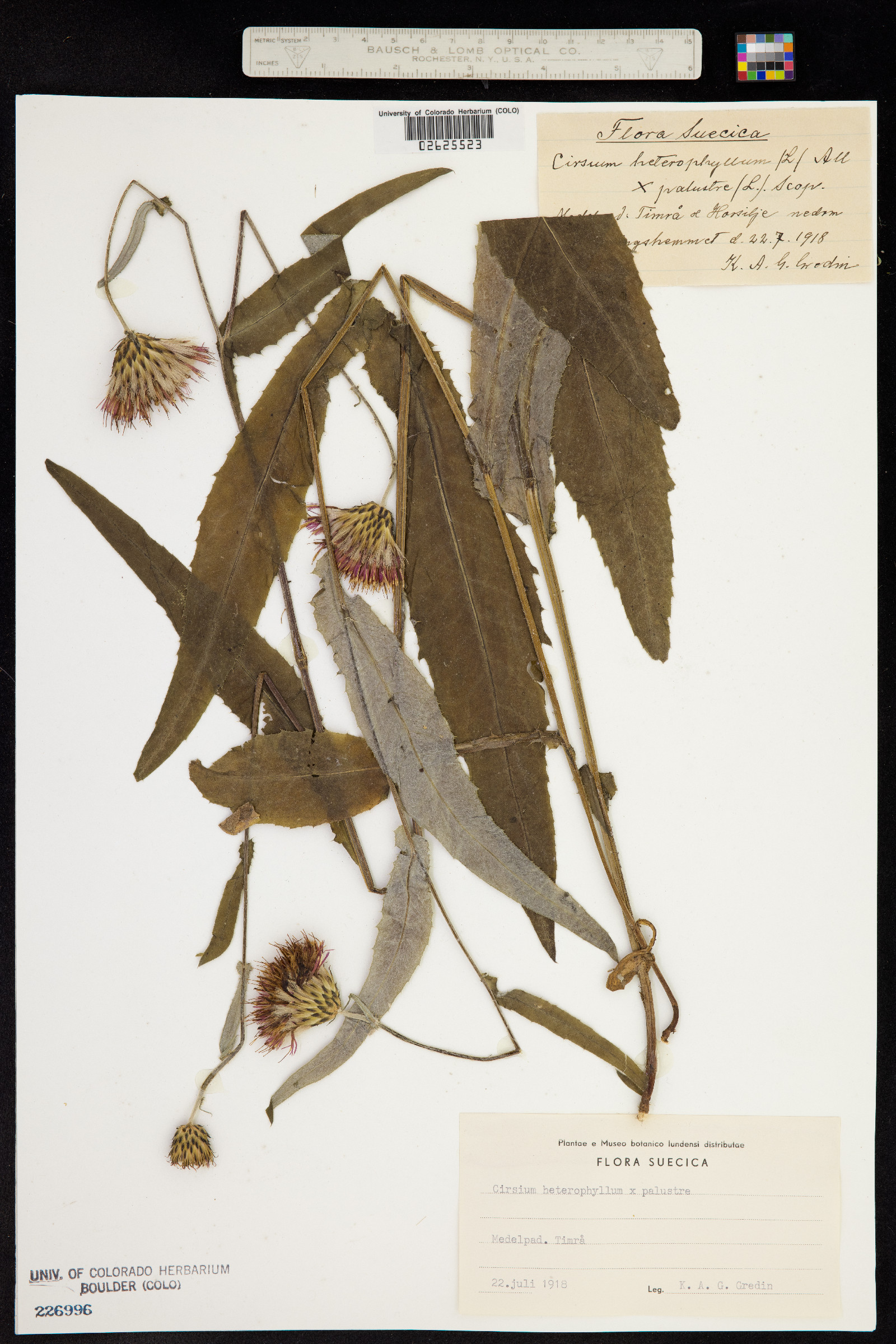 Cirsium helenioides image