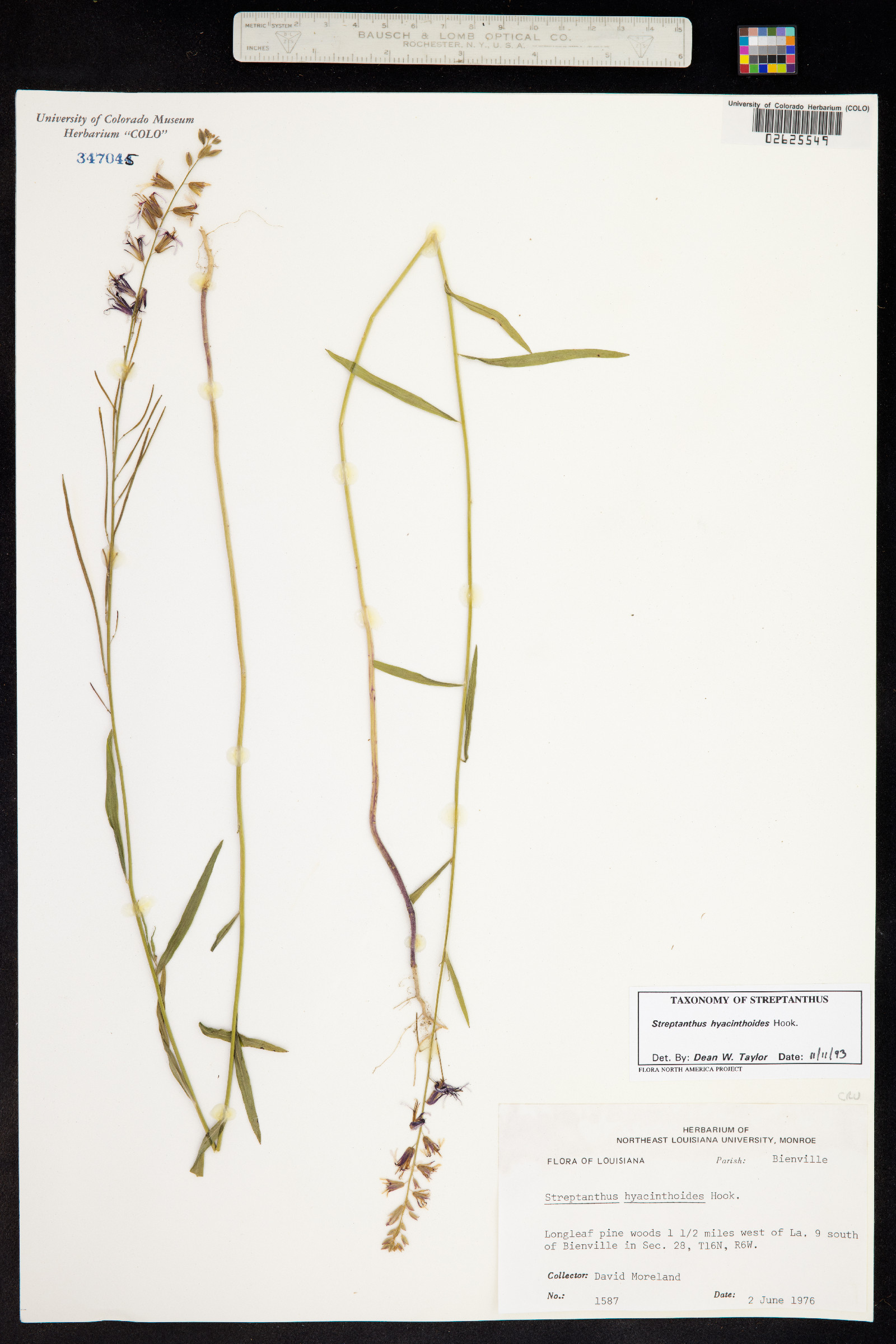 Streptanthus hyacinthoides image
