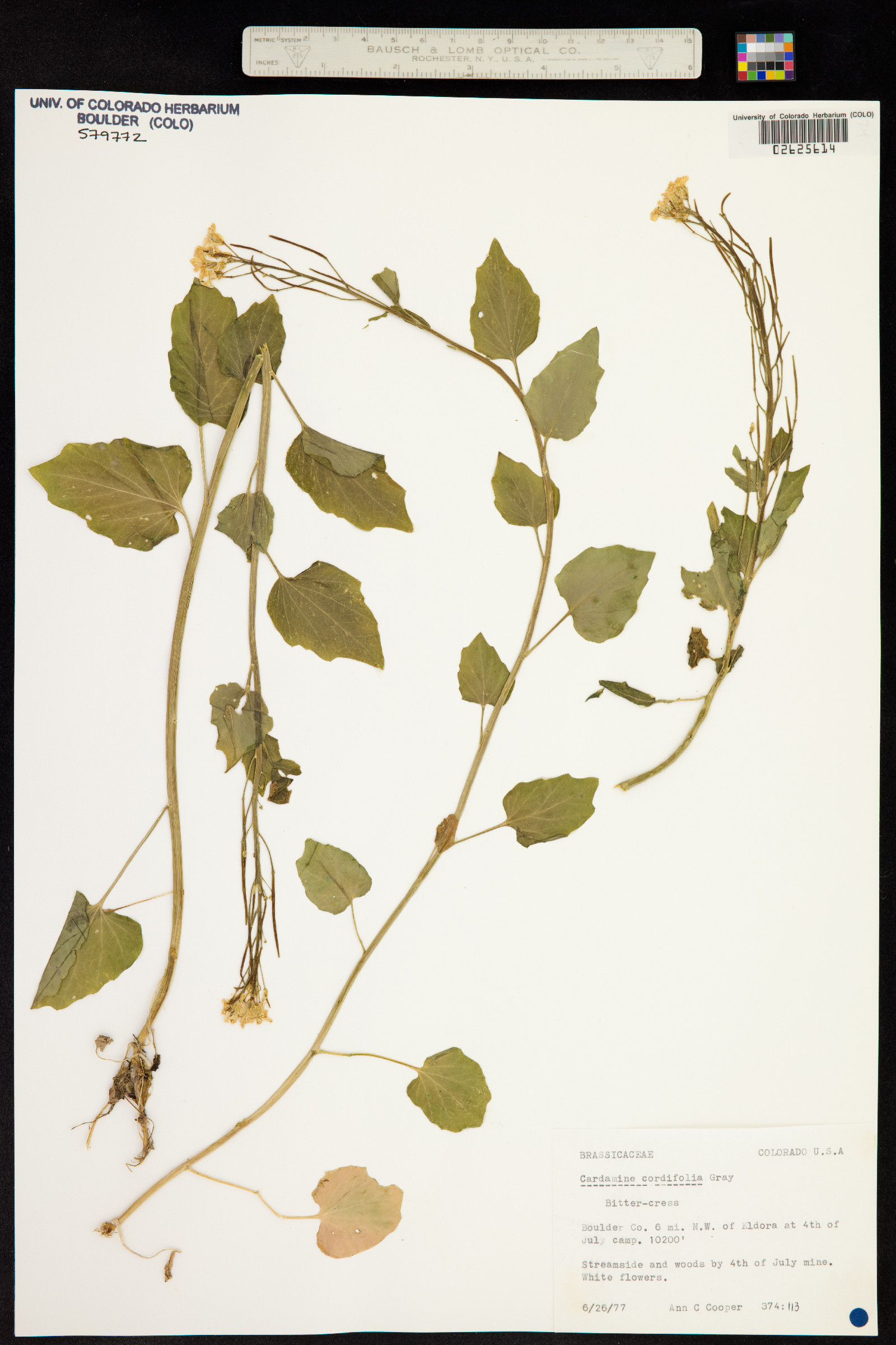 Cardamine cordifolia image