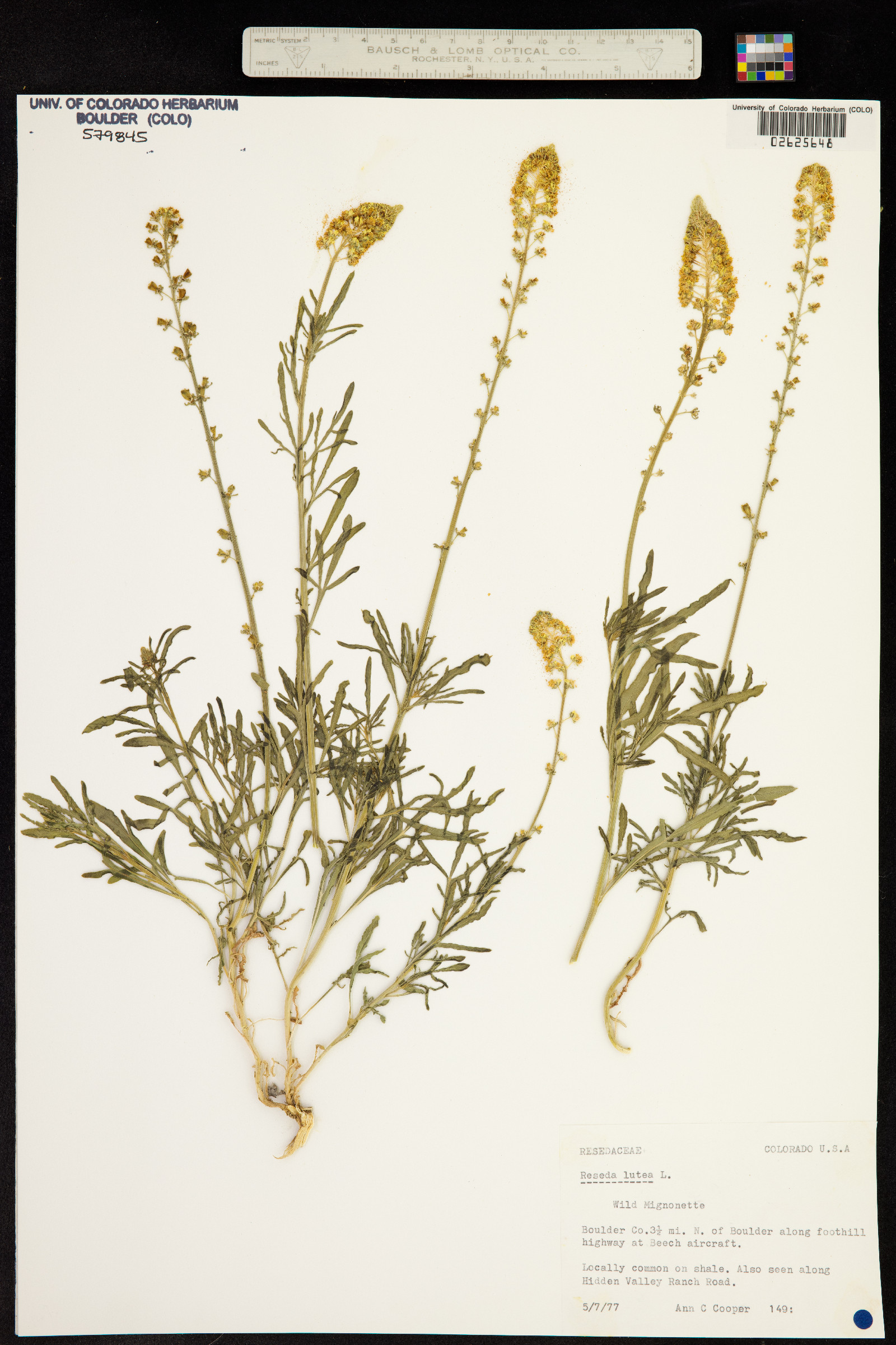 Reseda image