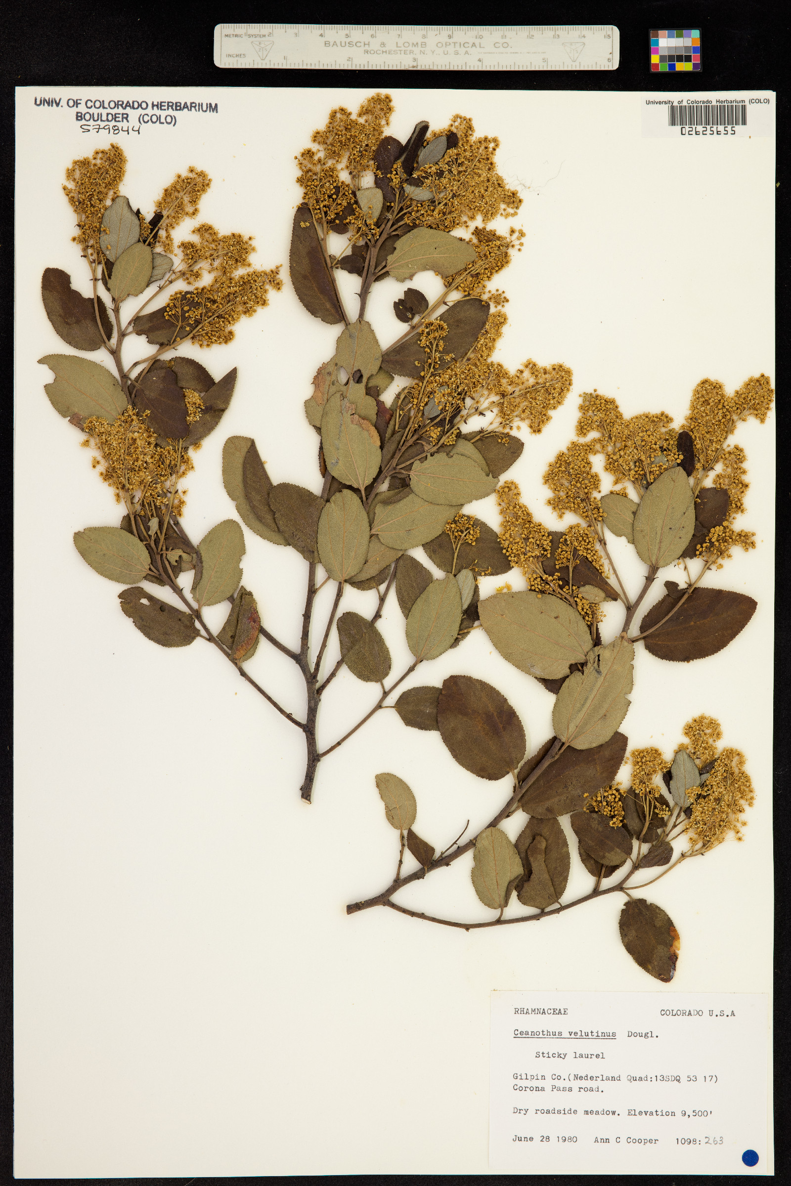 Ceanothus velutinus image