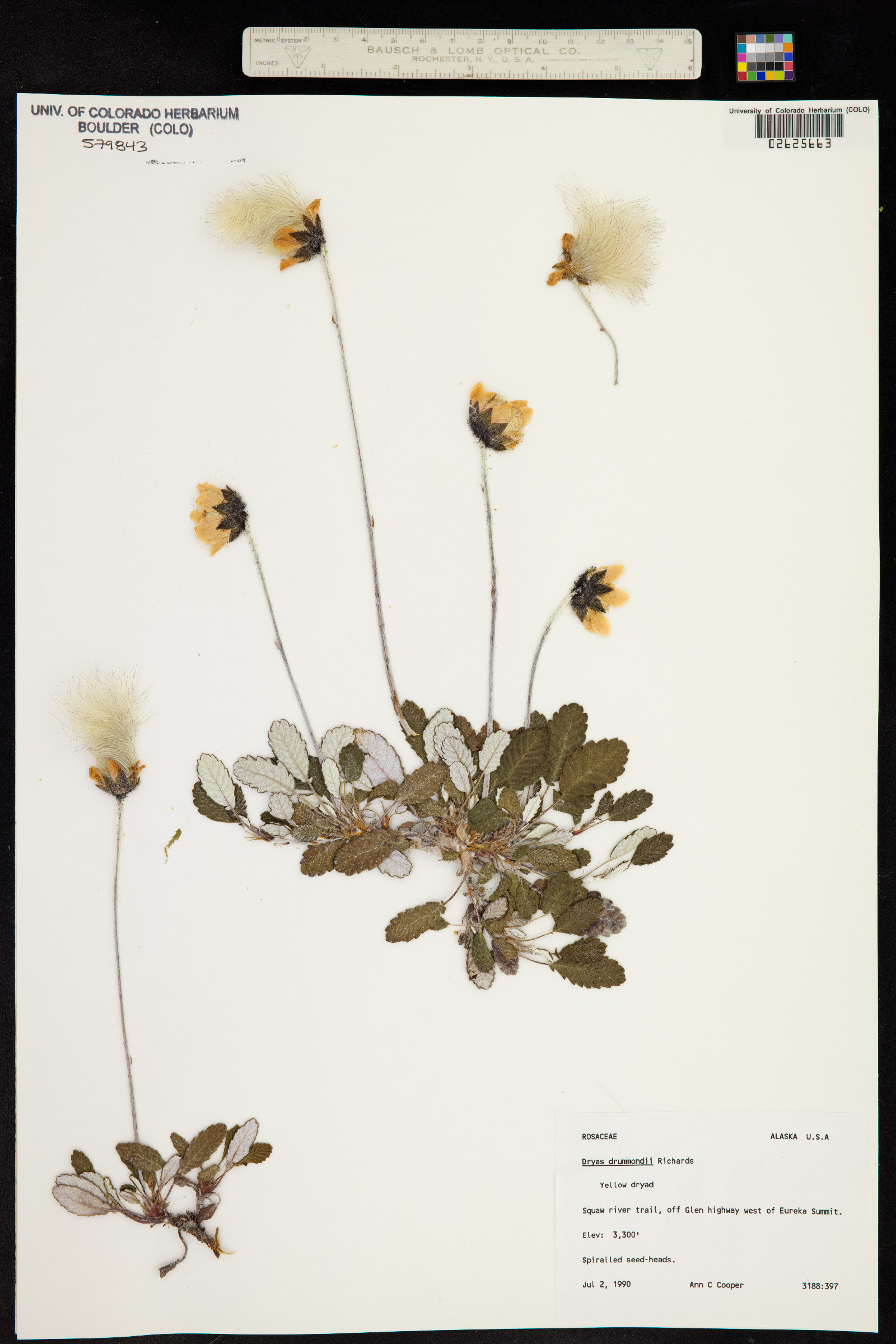 Dryas drummondii image
