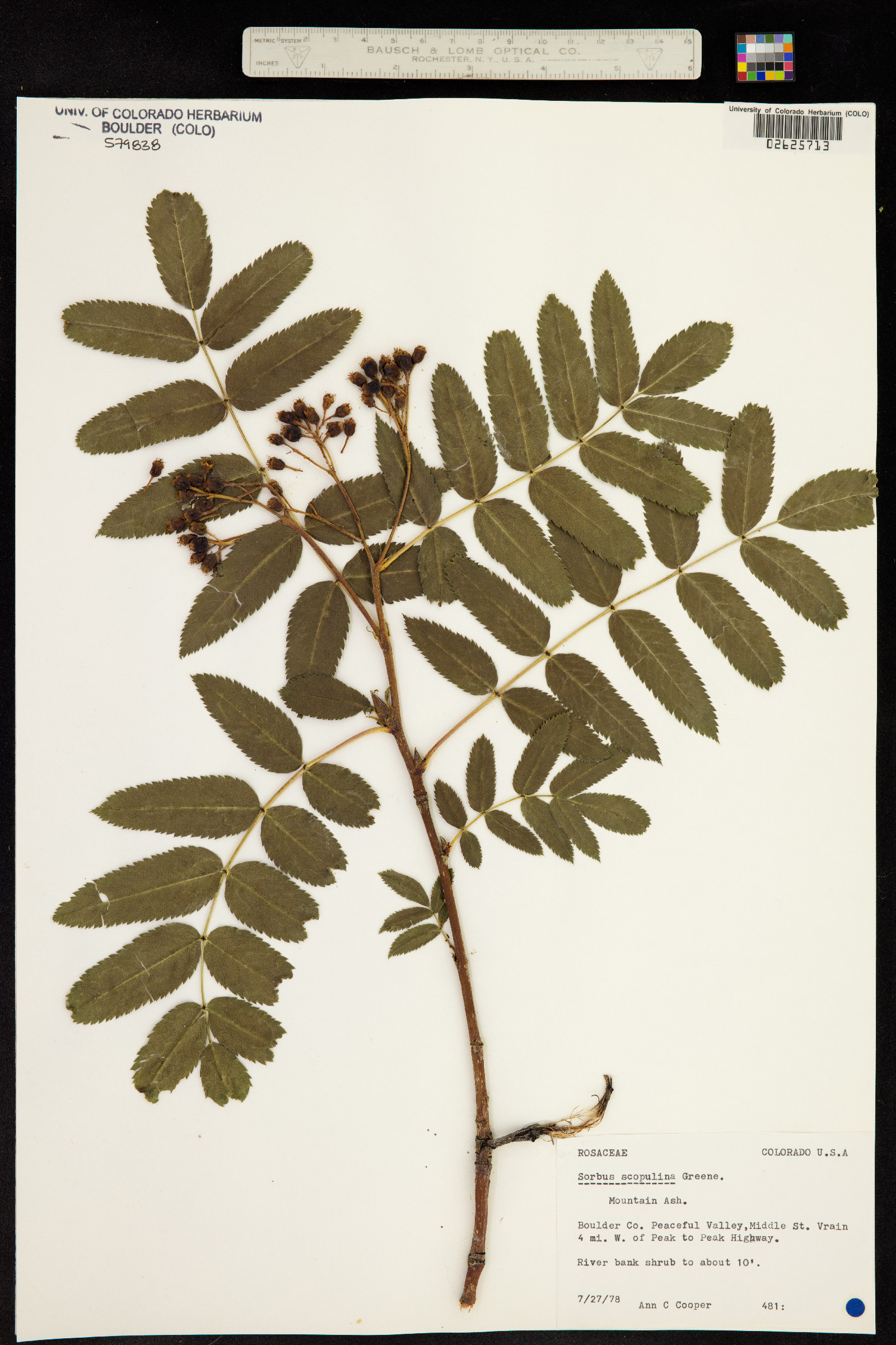 Sorbus scopulina image