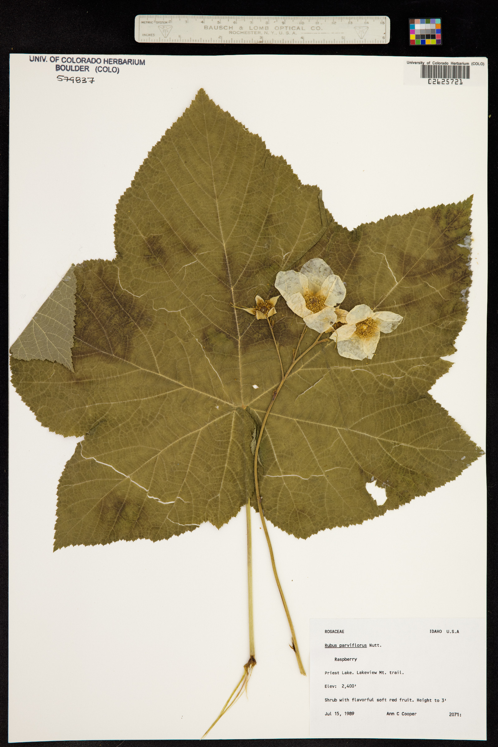 Rubus parviflorus image