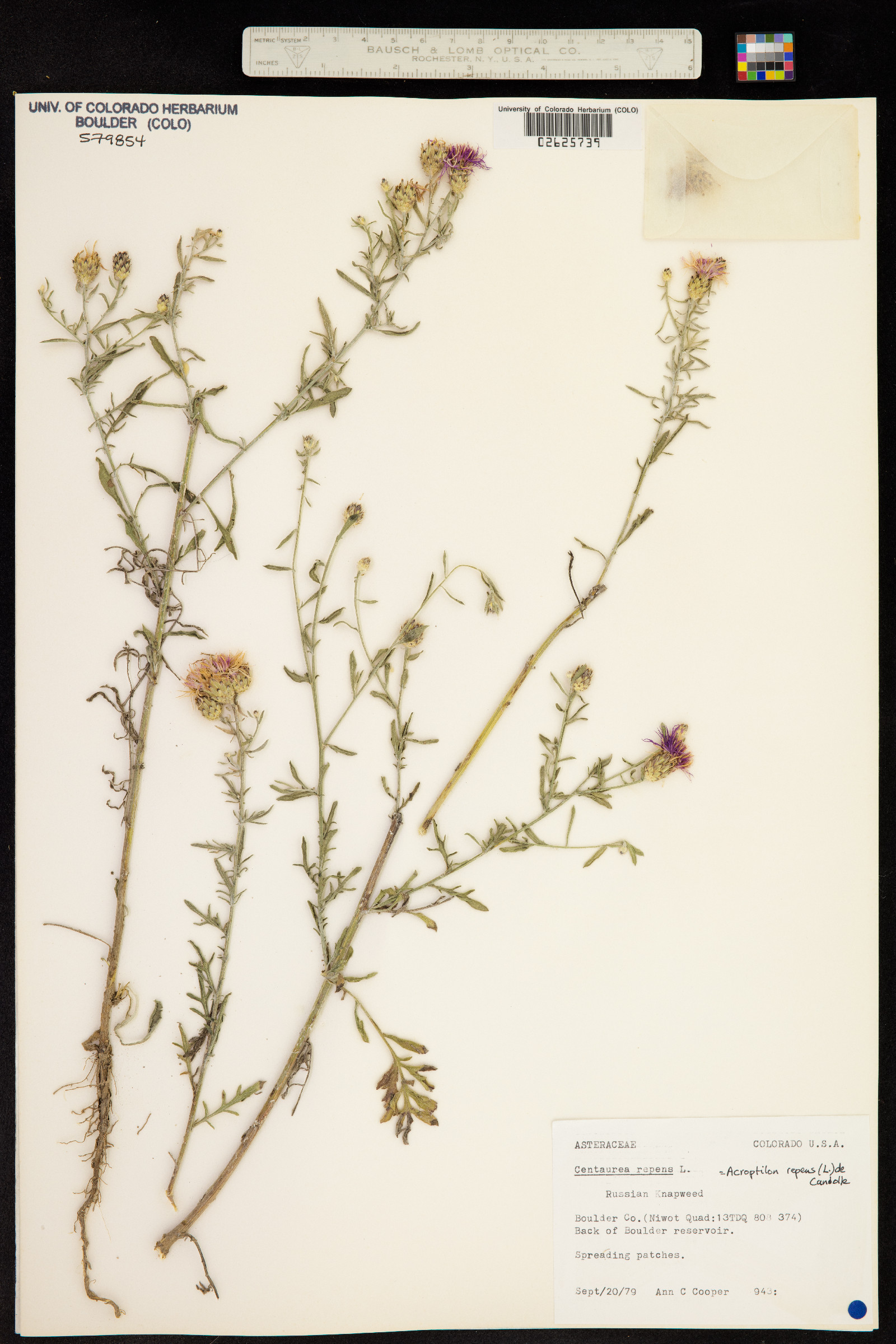 Acroptilon repens image