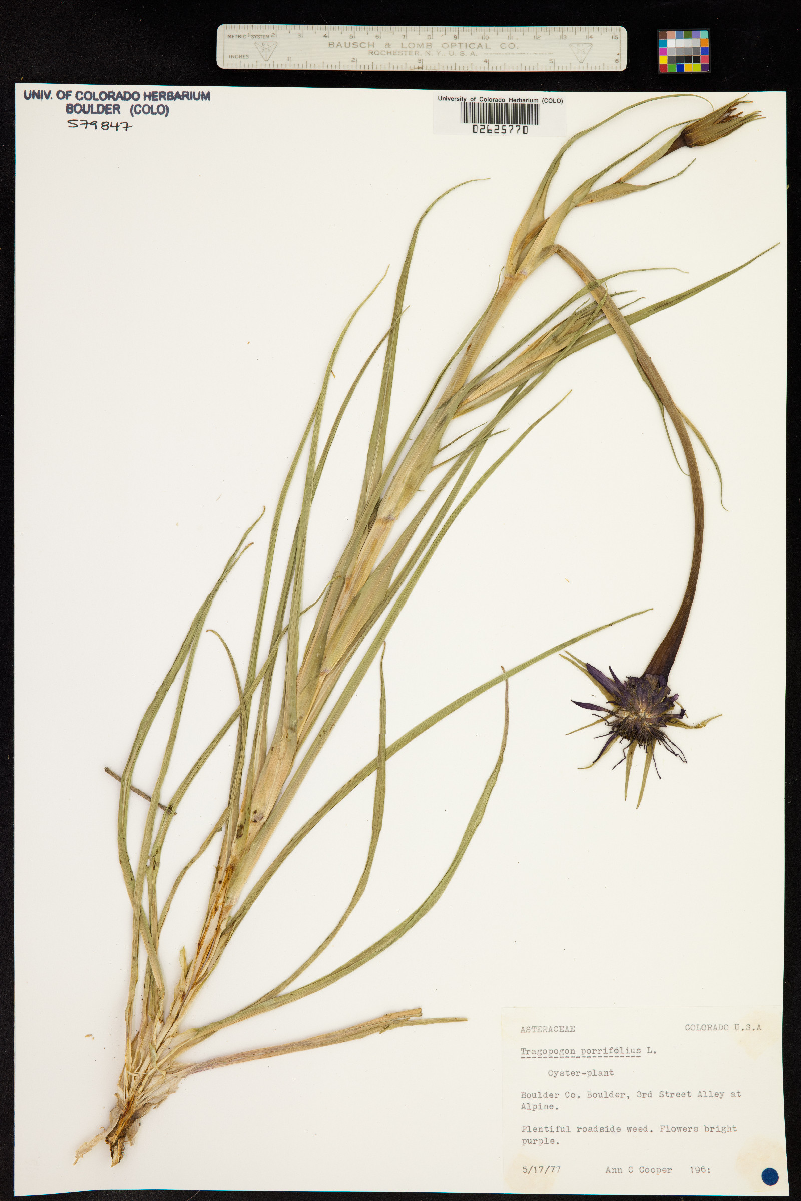 Tragopogon porrifolius image