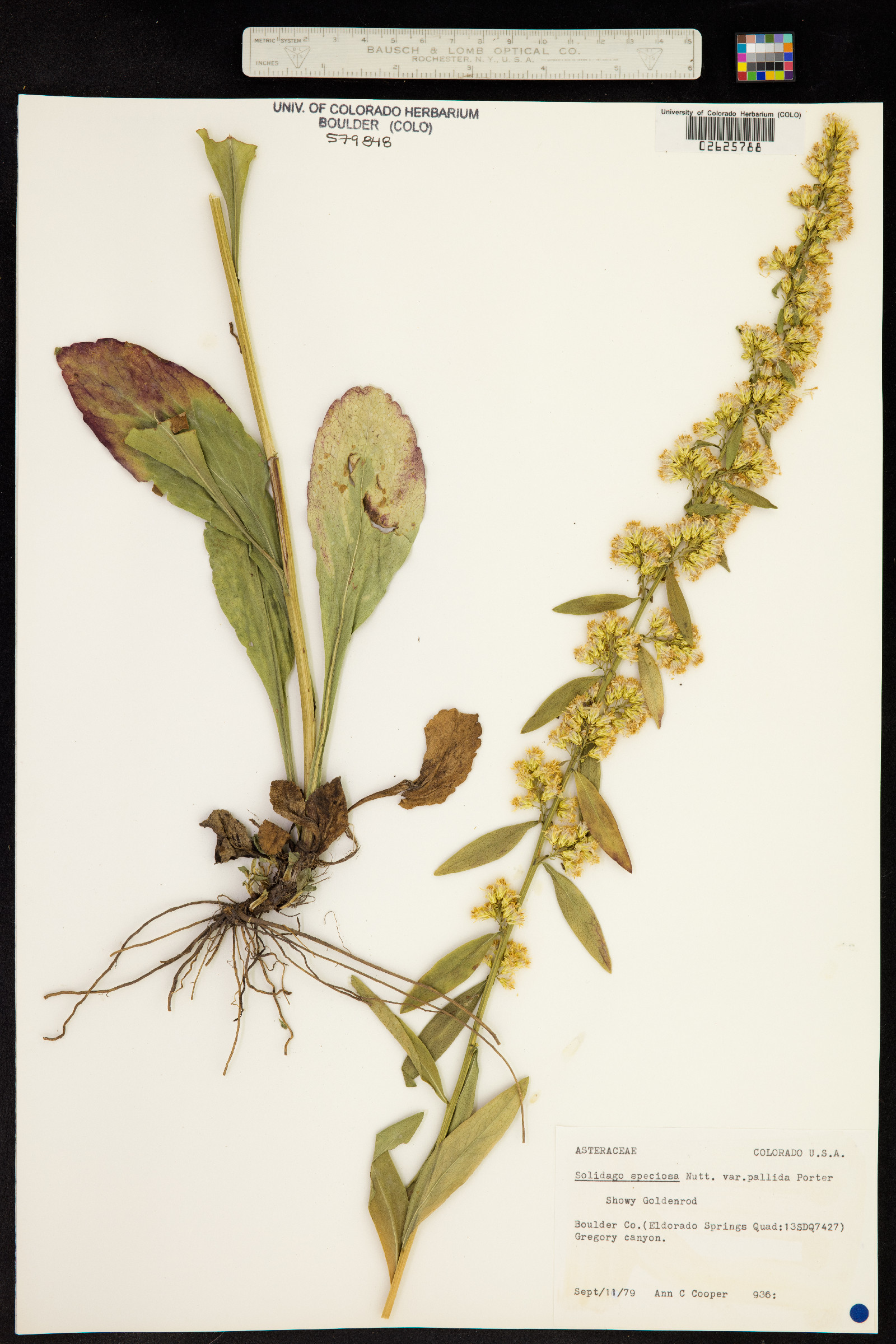 Solidago speciosa image