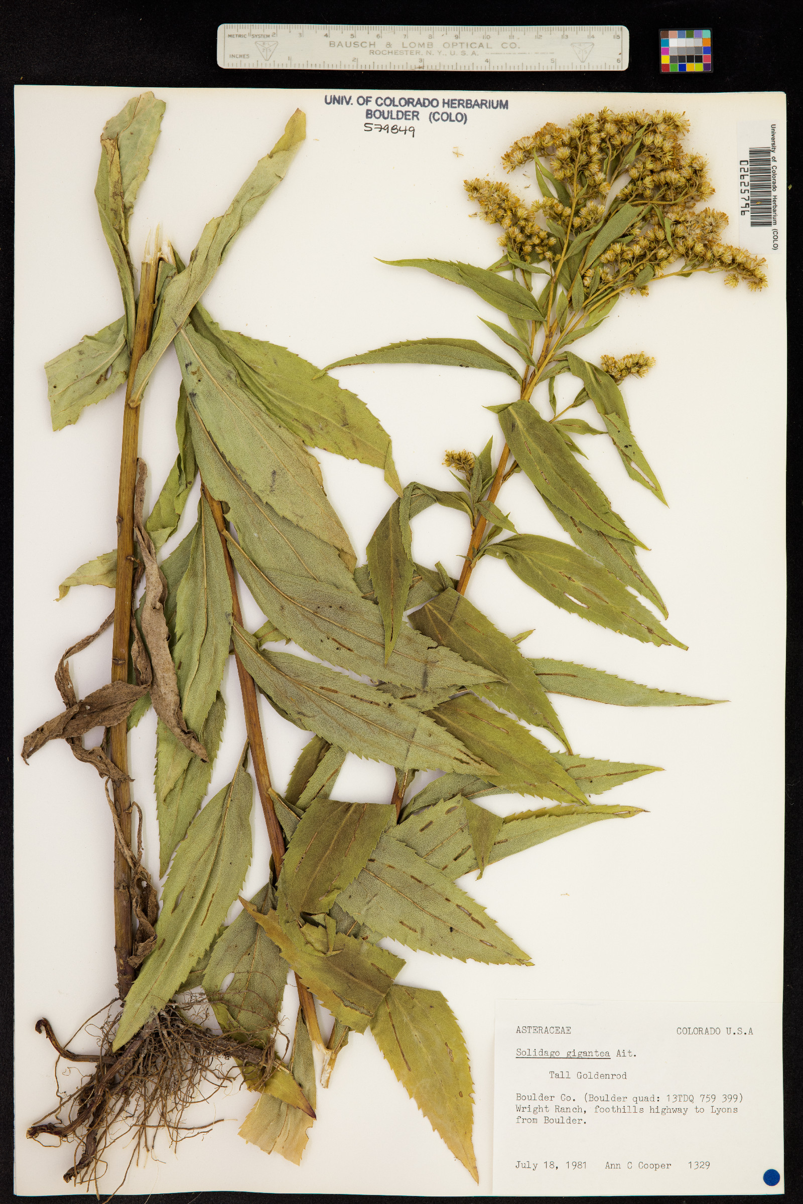 Solidago gigantea image