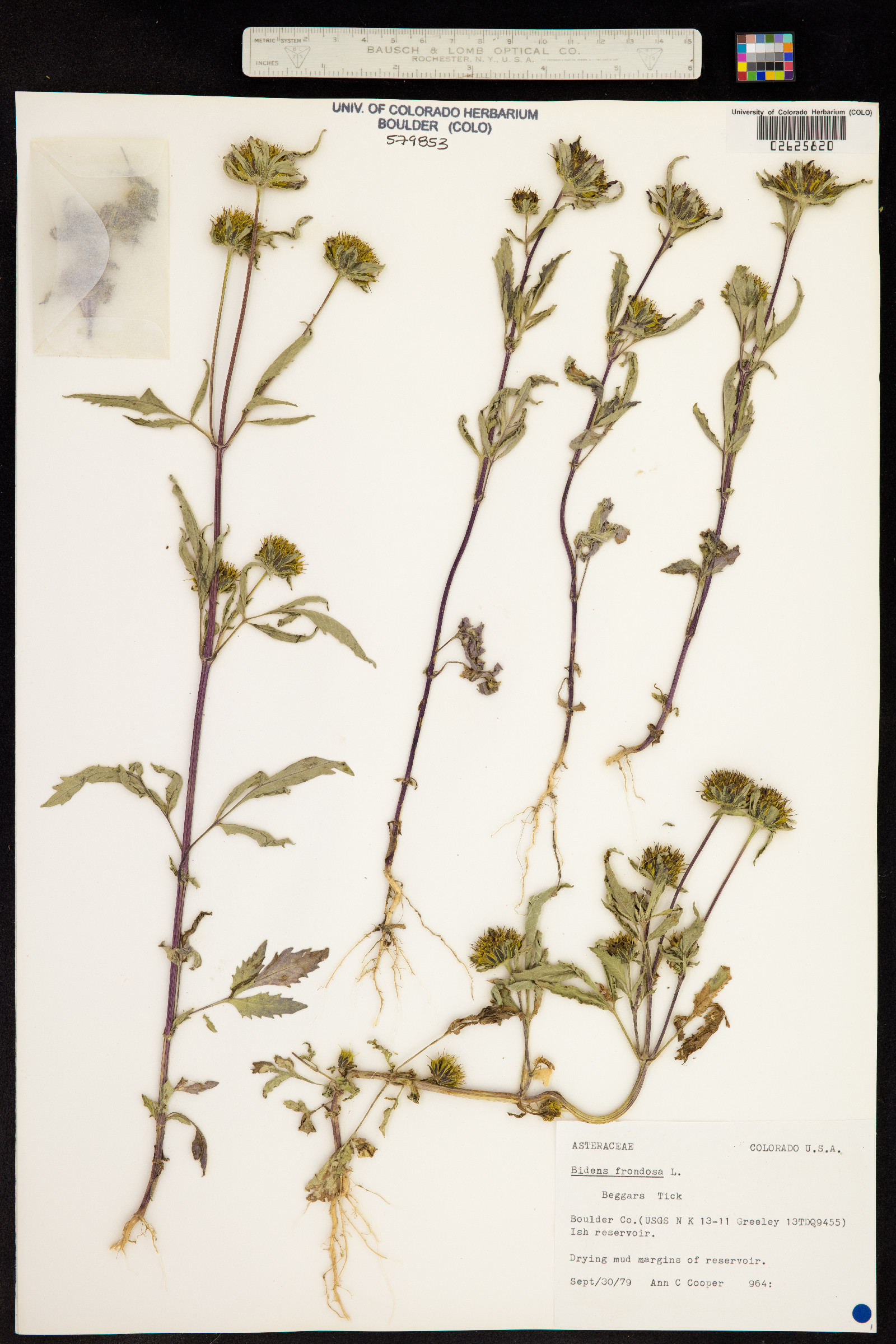 Bidens frondosa image