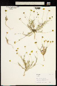 Image of Thymophylla pentachaeta
