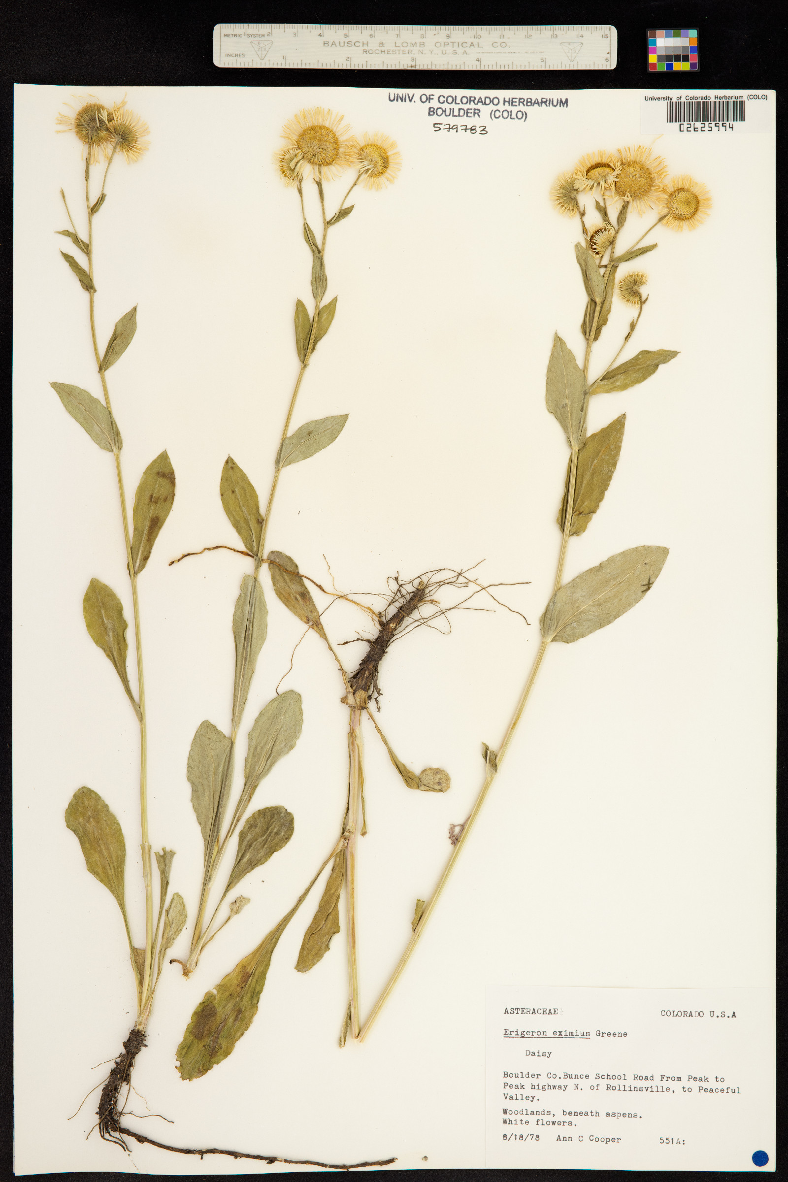 Erigeron eximius image