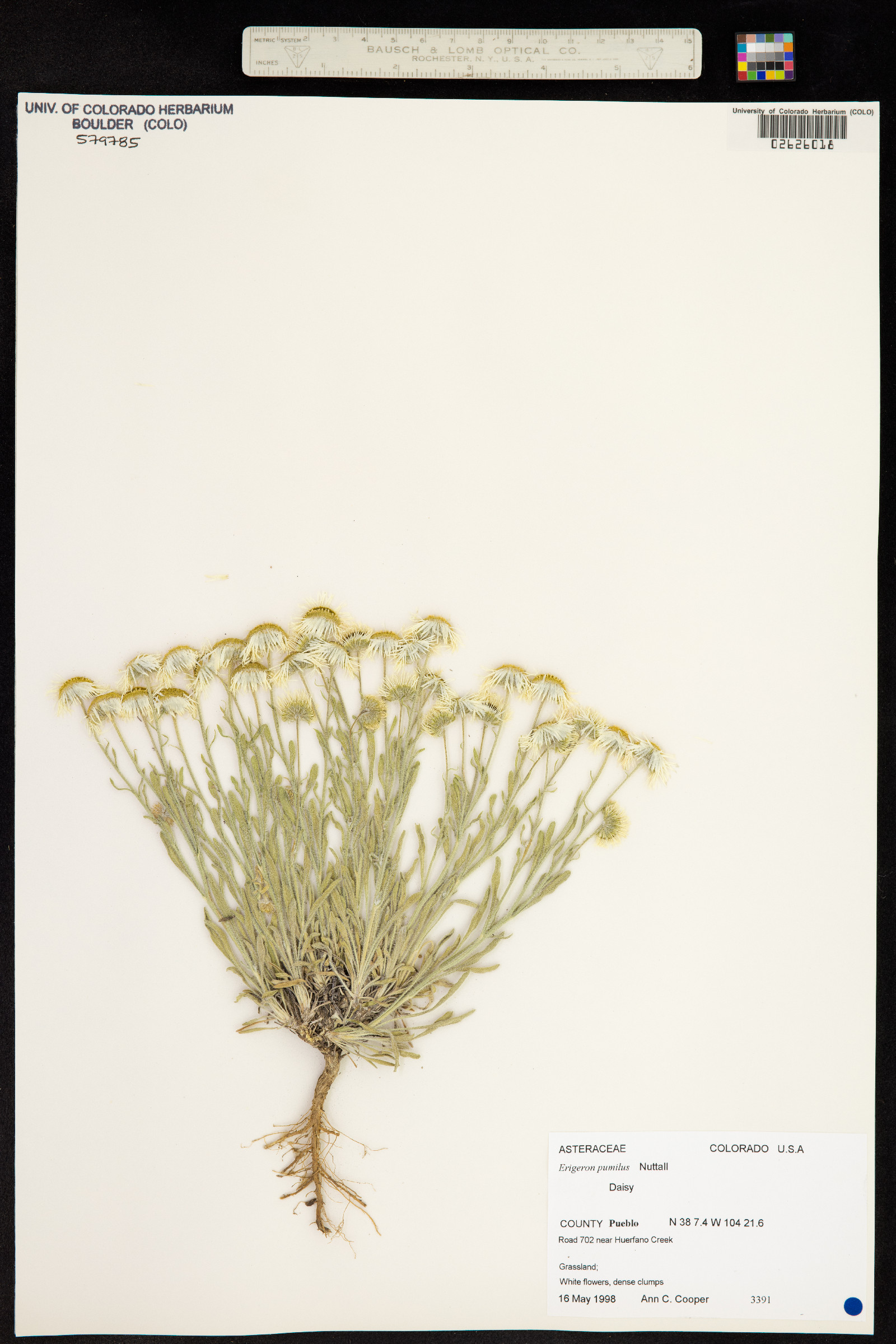 Erigeron pumilus image