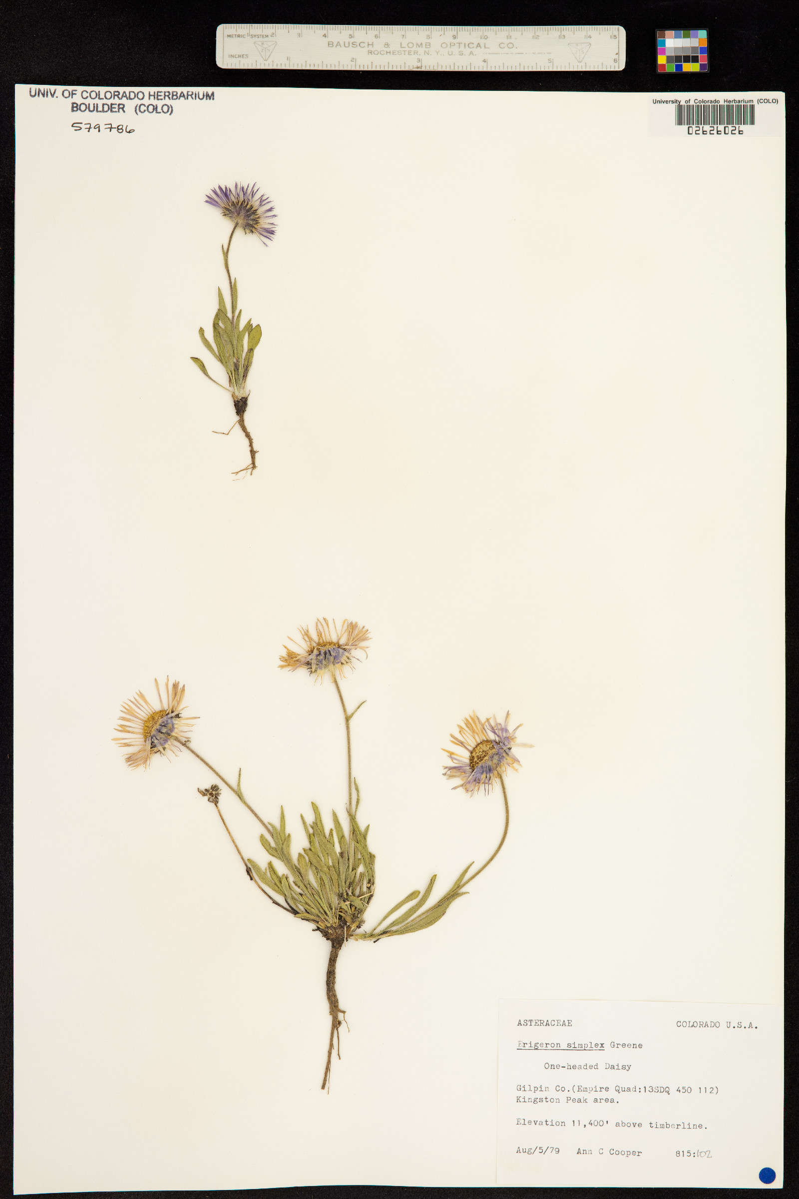 Erigeron grandiflorus image