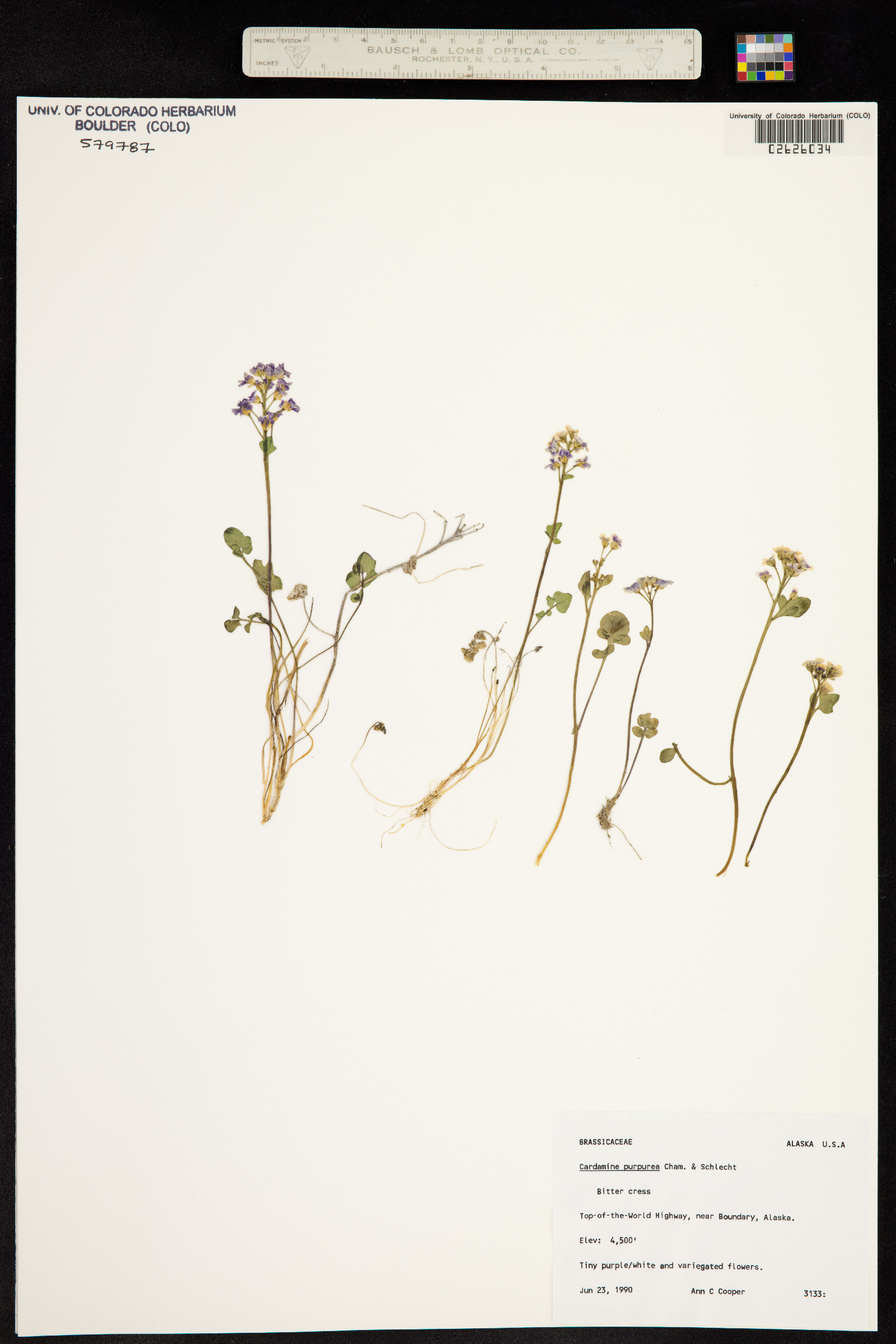 Cardamine purpurea image