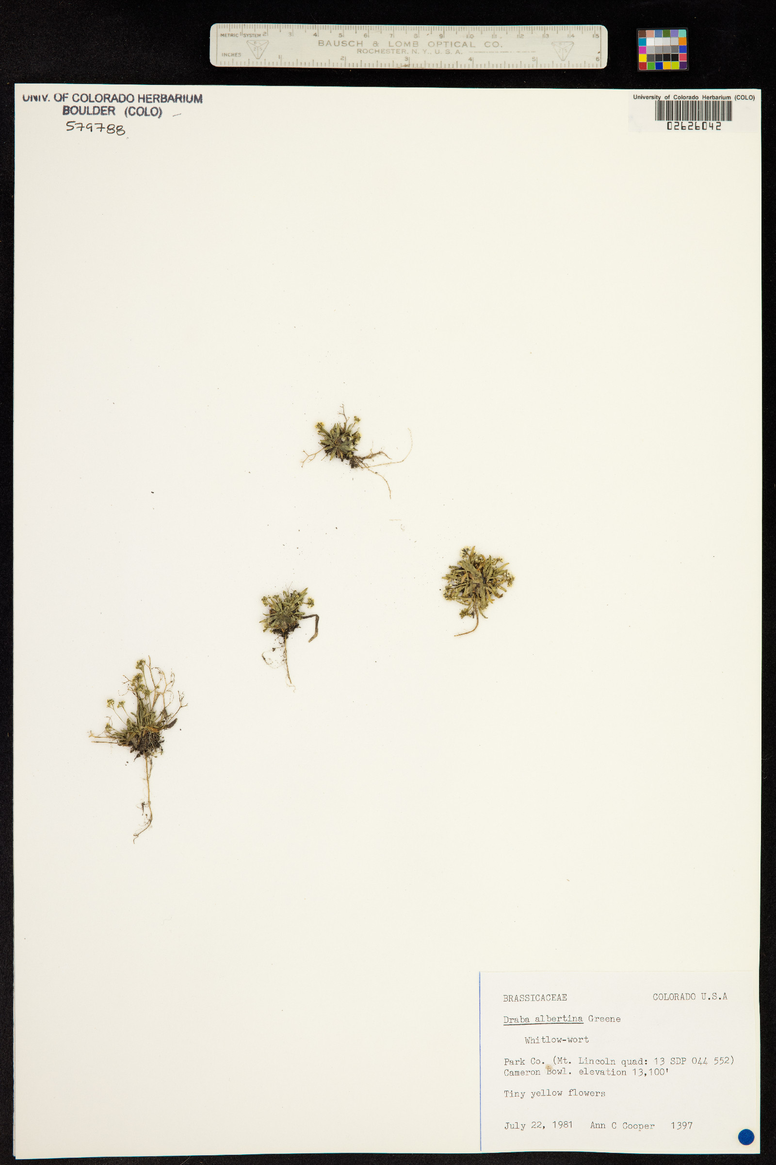 Draba albertina image