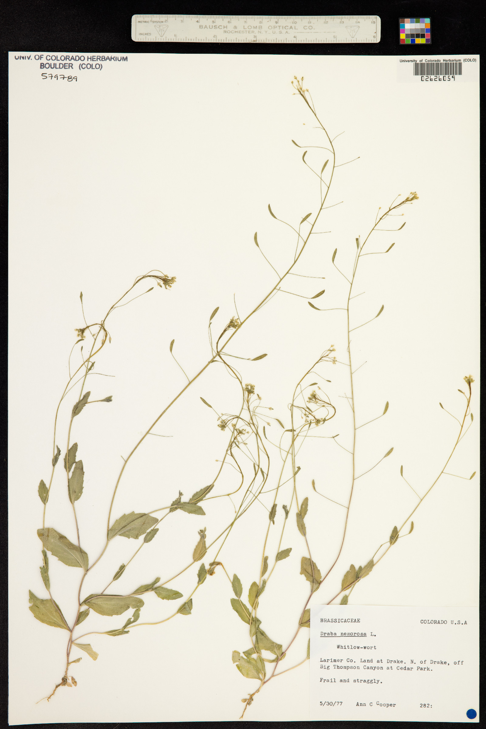 Draba nemorosa image