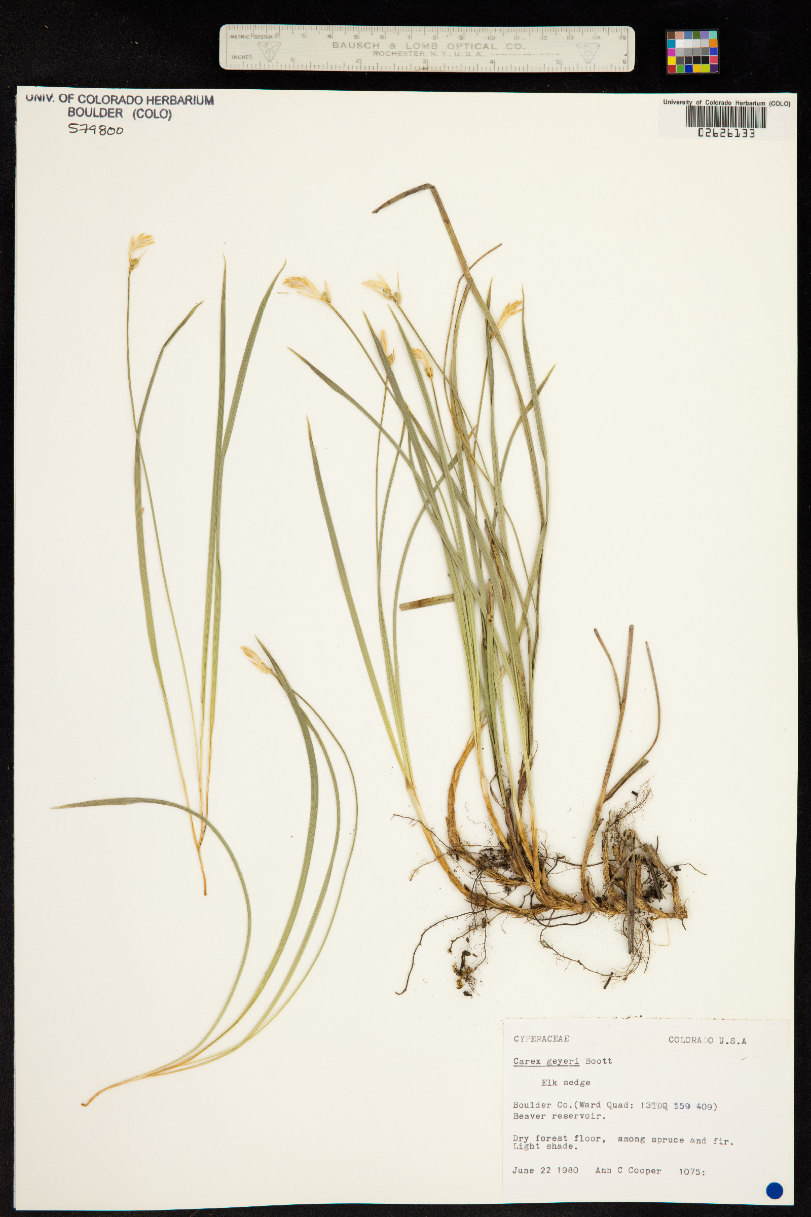 Carex geyeri image