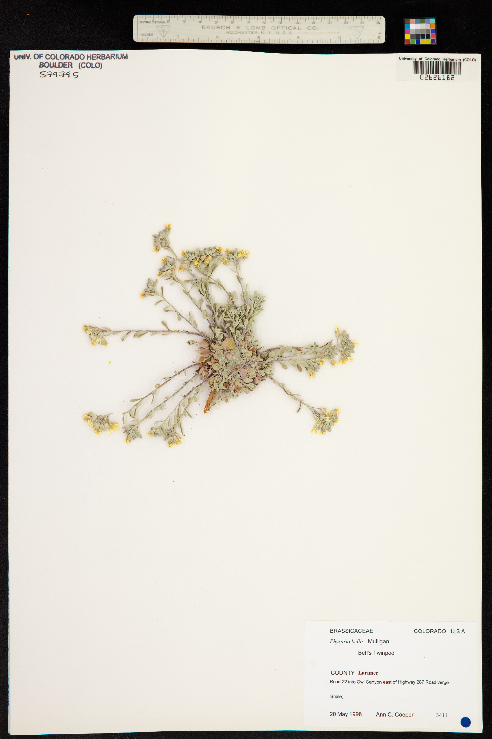 Physaria bellii image