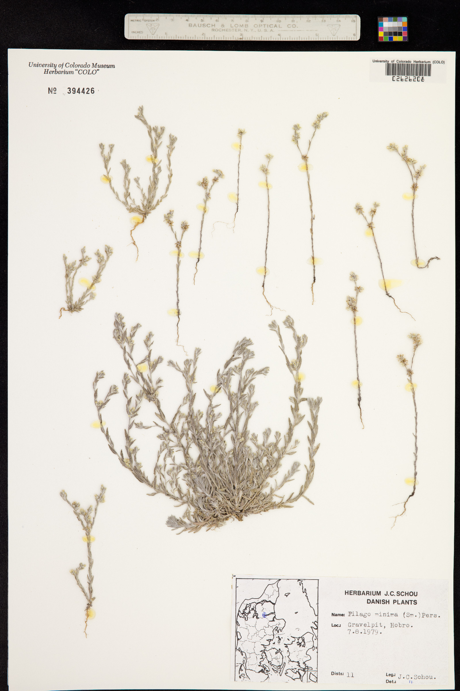 Logfia minima image