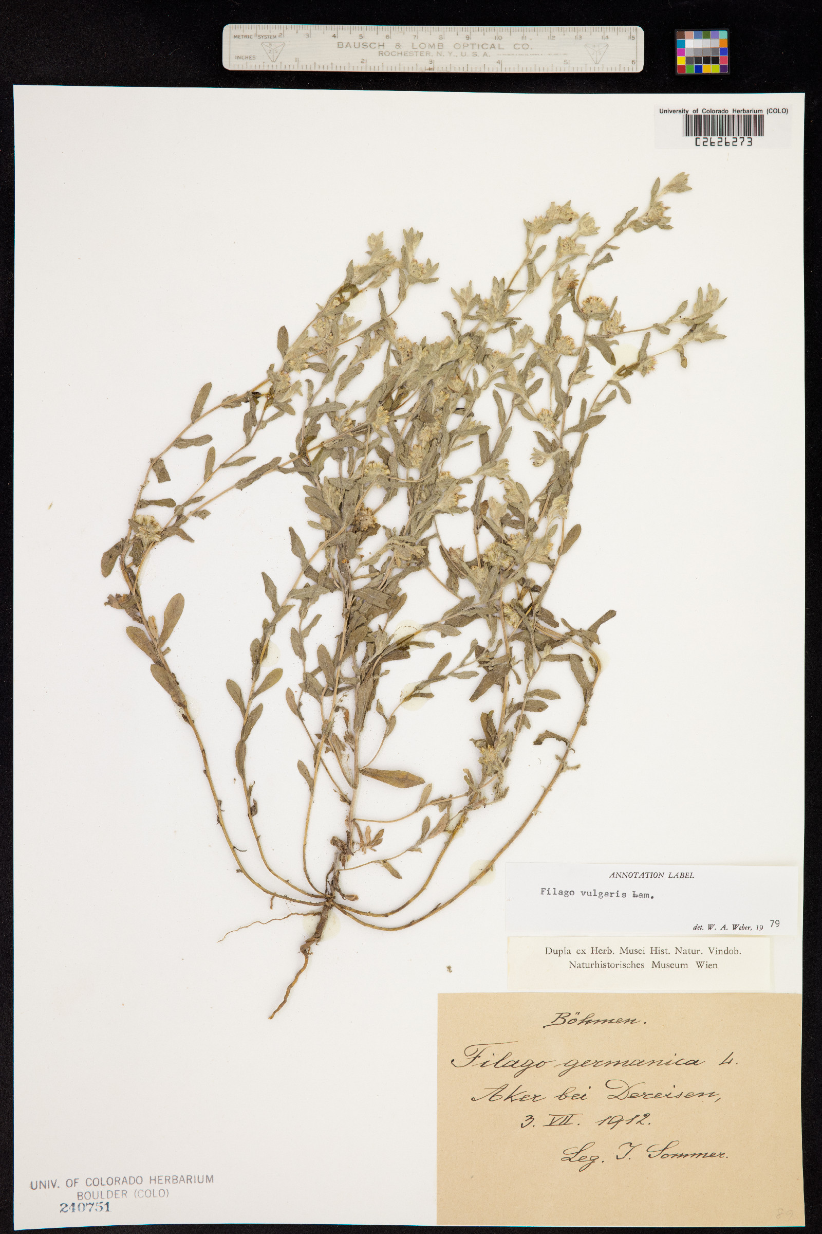 Filago vulgaris image