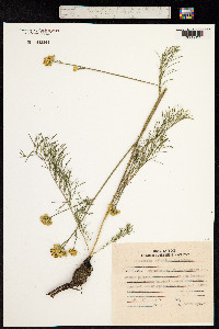 Image of Filifolium sibiricum