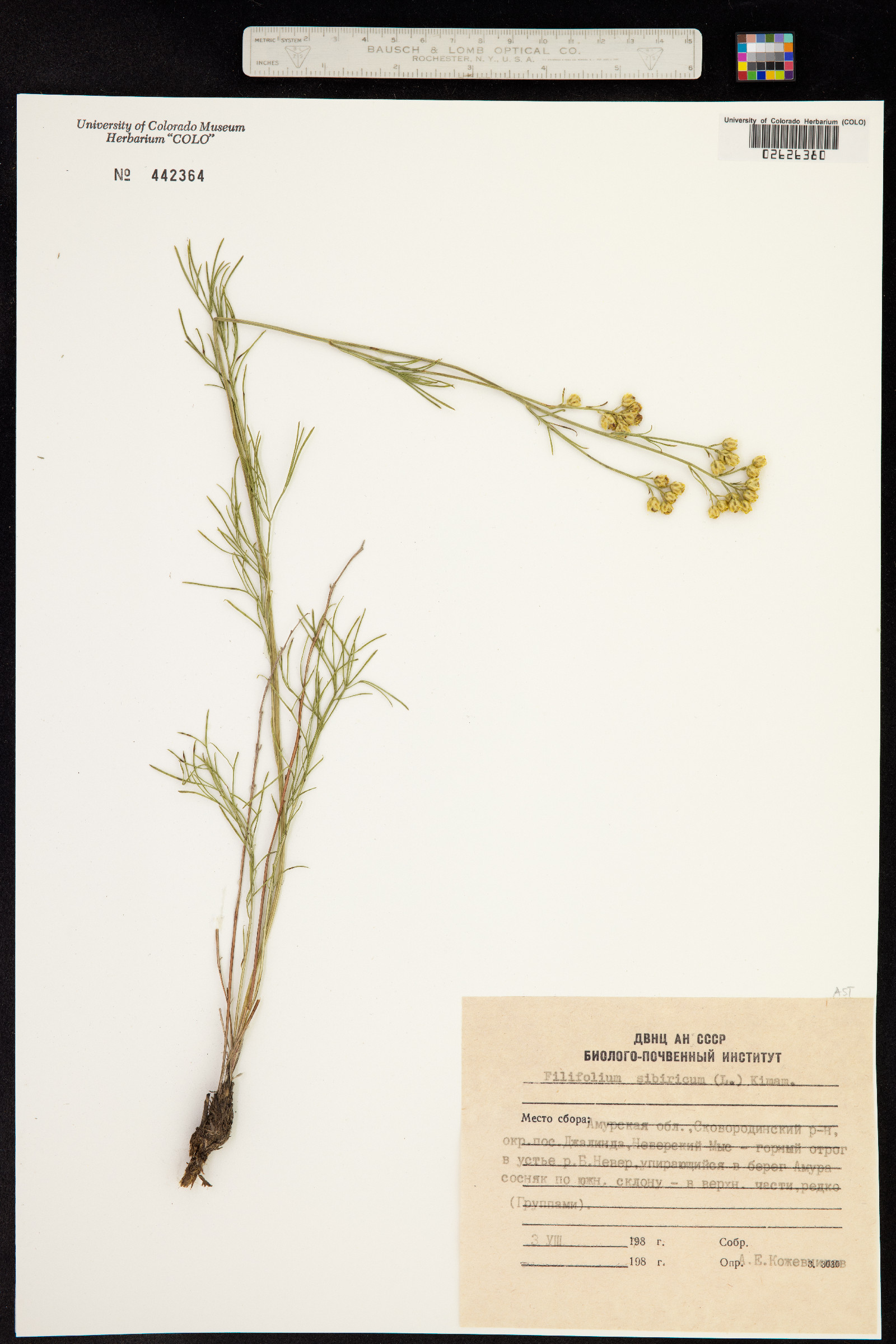 Filifolium sibiricum image