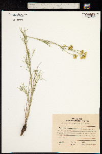 Image of Filifolium sibiricum