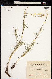 Filifolium sibiricum image