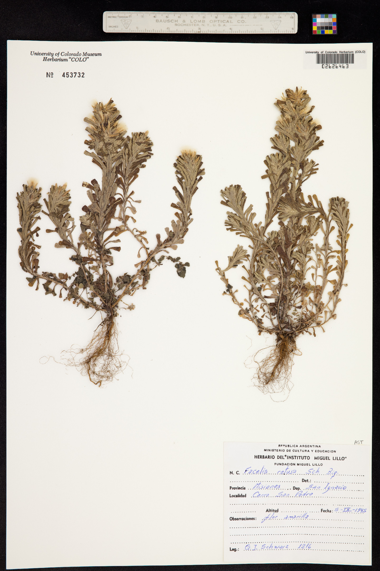 Facelis retusa image