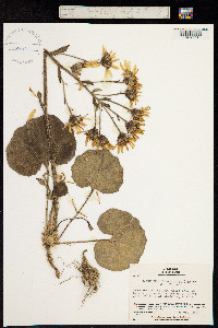 Farfugium japonicum image